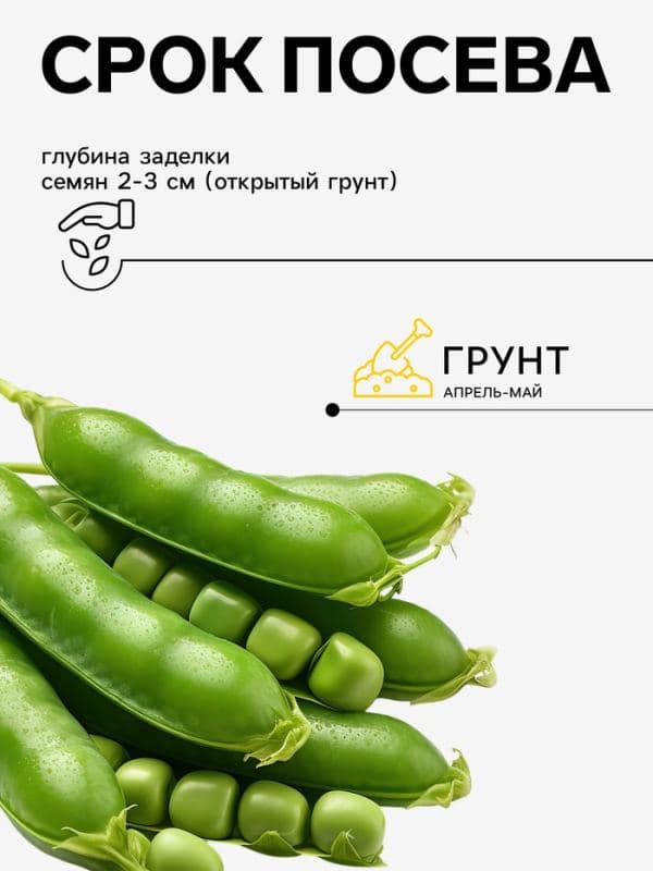Семена Горох «Амброзия», 500 г, сахарный, «Сембат» — фото 2