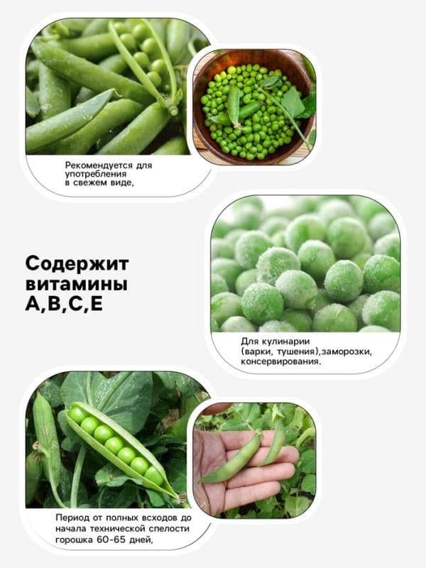 Семена Горох «Амброзия», 500 г, сахарный, «Сембат» — фото 3