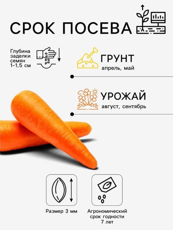 Семена Морковь «Балтимор», F1, 0.5 г, «Престиж семена» — фото 2