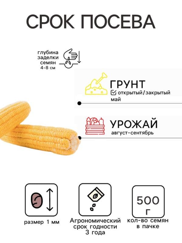 Семена Кукуруза сахарная «Тройная сладость», 500 г, «Сембат» — фото 2