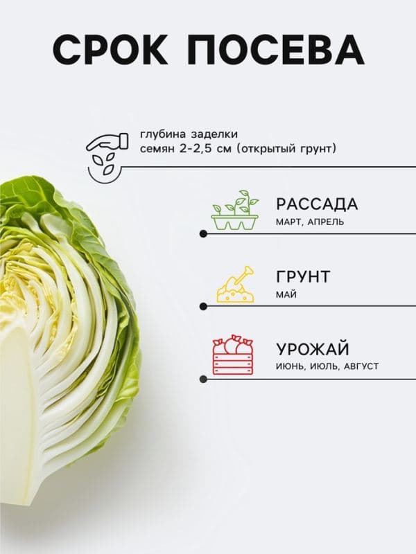 Семена Капуста брокколи «Фиеста F1», 10 шт., «Престиж семена» — фото 2
