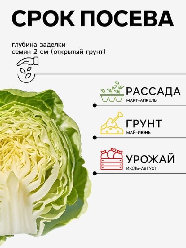 Семена Капуста цветная «Каспер Р3», F1.10 шт., «Престиж семена» — фото 2