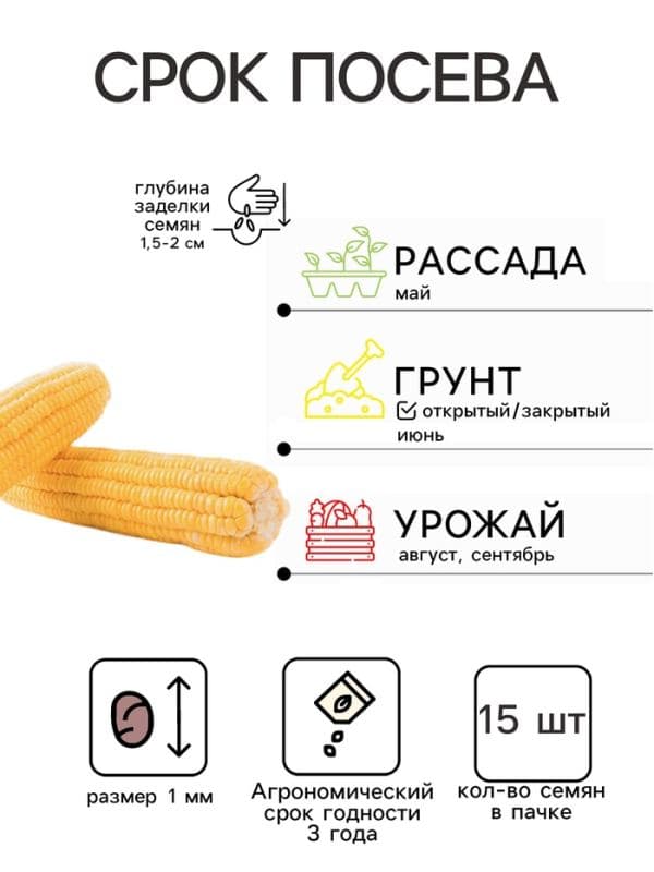 Семена Кукуруза сахарная «Карамело», F1, 15 шт., «Престиж семена» — фото 2