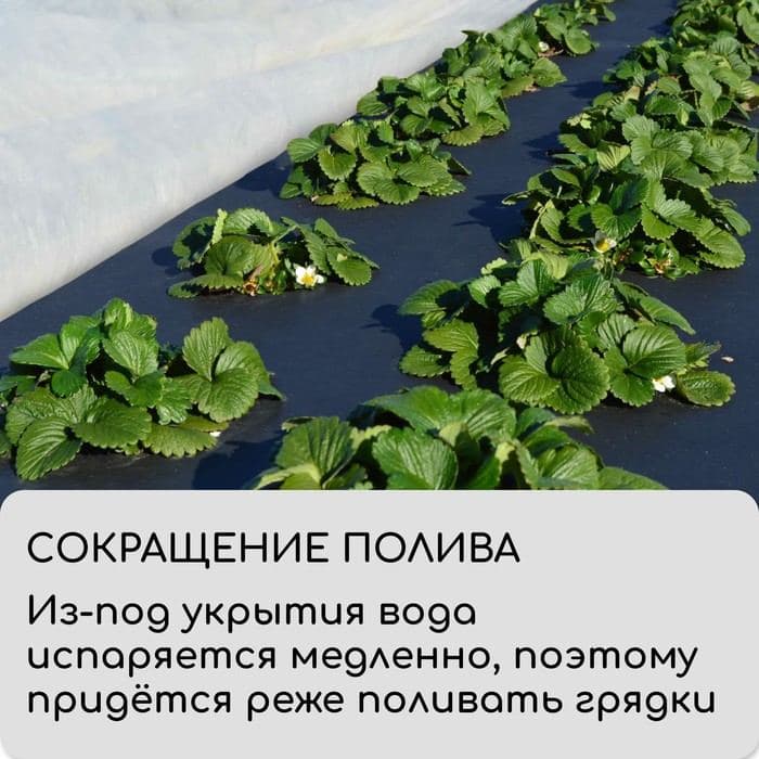 Материал мульчирующий, 10×1.6 м, плотность 80 г/м², спанбонд с УФ-стабилизатором, чёрный, Greengo, Эконом 30% — фото 4