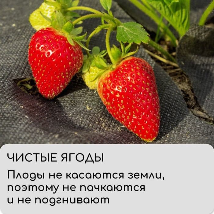 Материал мульчирующий, 10×1.6 м, плотность 80 г/м², спанбонд с УФ-стабилизатором, чёрный, Greengo, Эконом 30% — фото 5