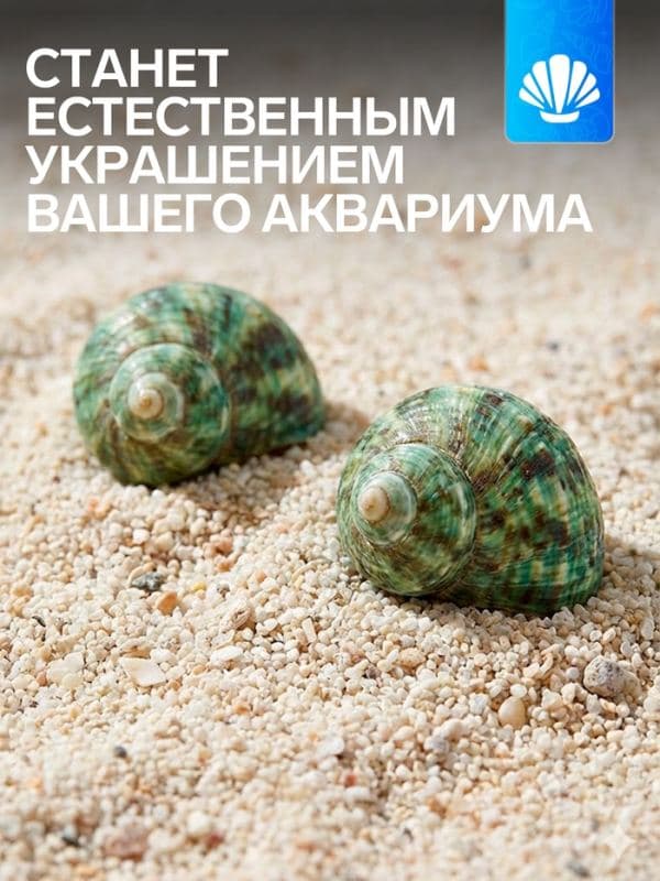 Набор ракушек декоративных, длина 4-5 см ширина 2 см, 2 шт. — фото 2
