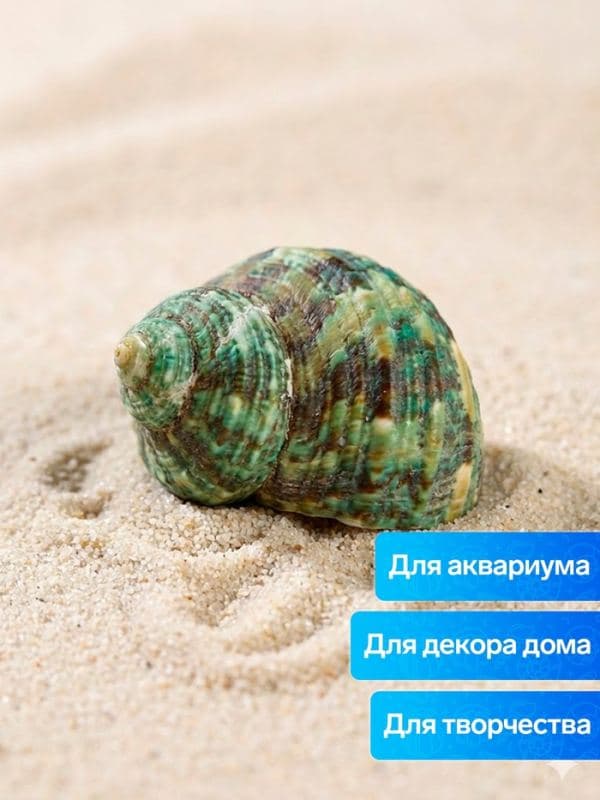 Набор ракушек декоративных, длина 4-5 см ширина 2 см, 2 шт. — фото 3