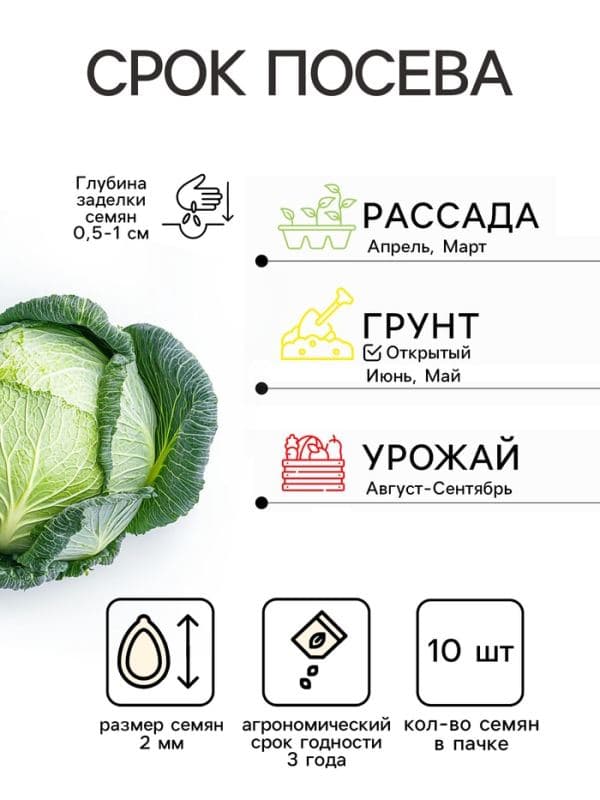 Семена Капуста белокочанная «Мегатон», F1, 10 шт., «Престиж семена» — фото 2