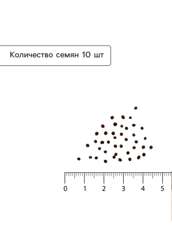 Семена Капуста белокочанная «Мегатон», F1, 10 шт., «Престиж семена» — фото 4