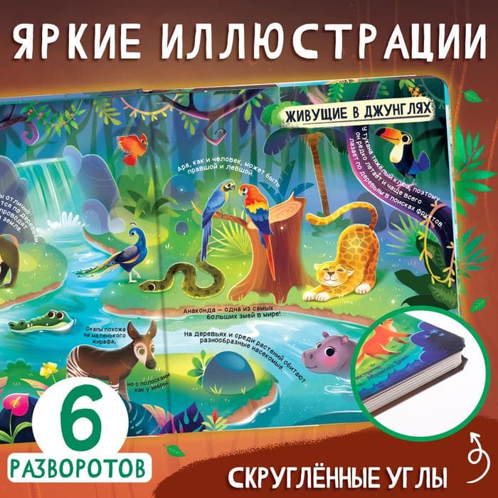 Книга с окошками «Мир животных», 50 окошек — фото 5