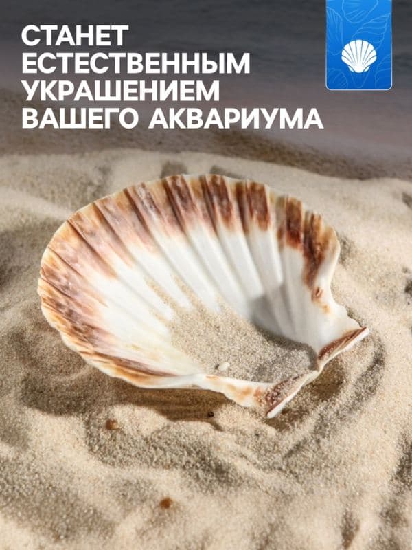 Ракушка декоративная Гребешок, 10-12 см — фото 2