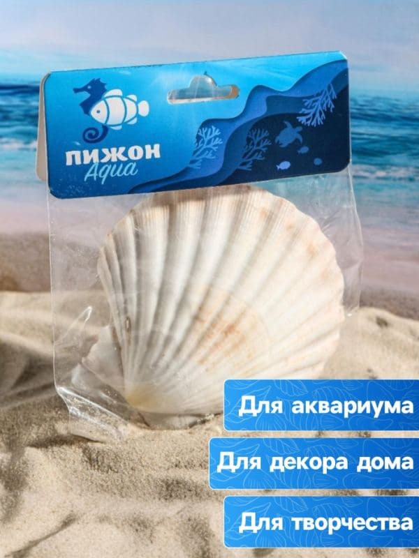 Ракушка декоративная Гребешок, 10-12 см — фото 3