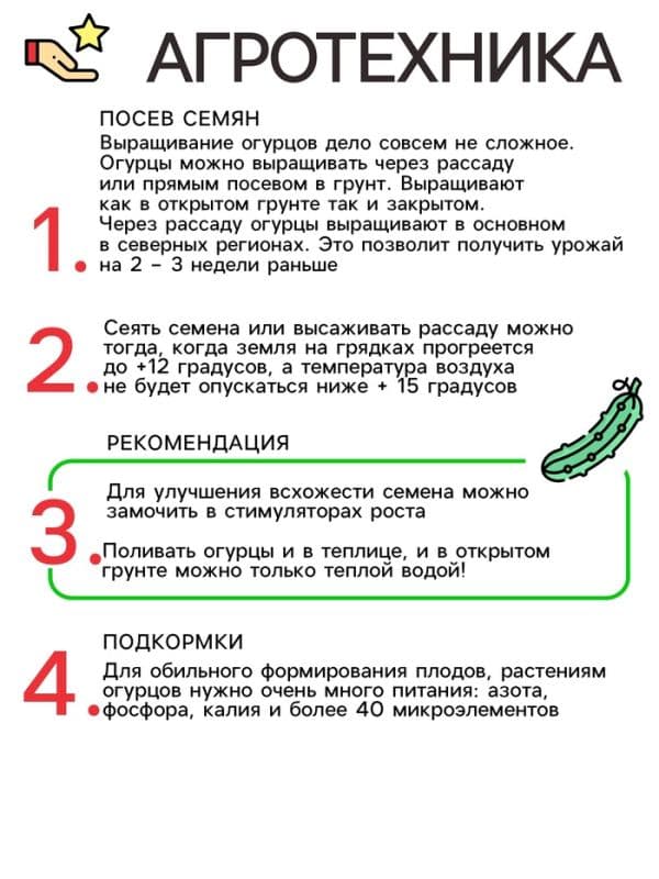 Семена Огурец «Шопен», F1.5 шт., «Престиж семена» — фото 4
