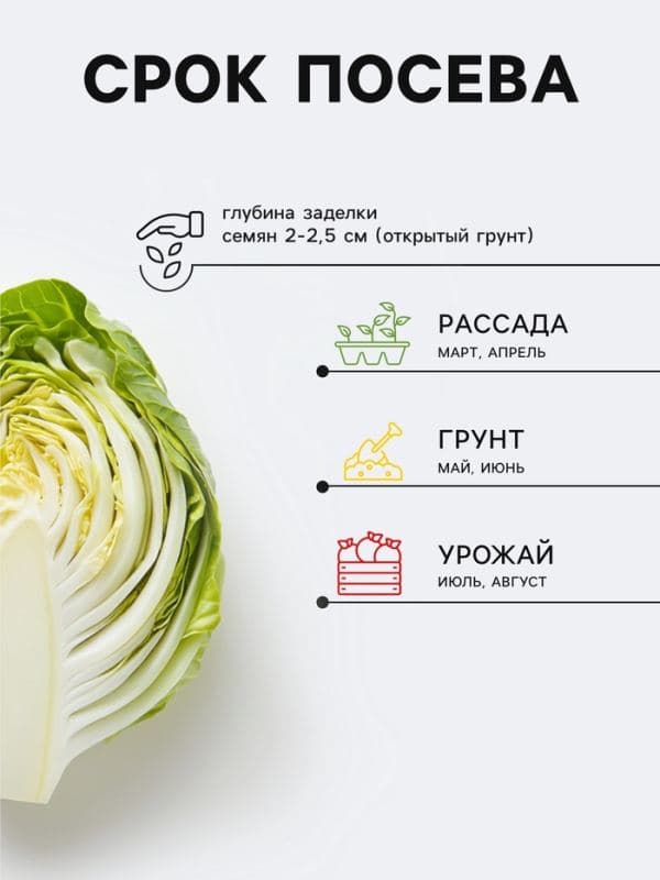 Семена Капуста белокочанная «Редженси», F1, 7 шт., «Престиж семена» — фото 2