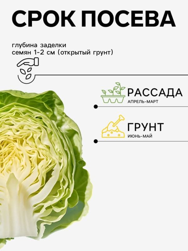 Семена Капуста брокколи «Монако», F1, 10 шт., «Престиж семена» — фото 2