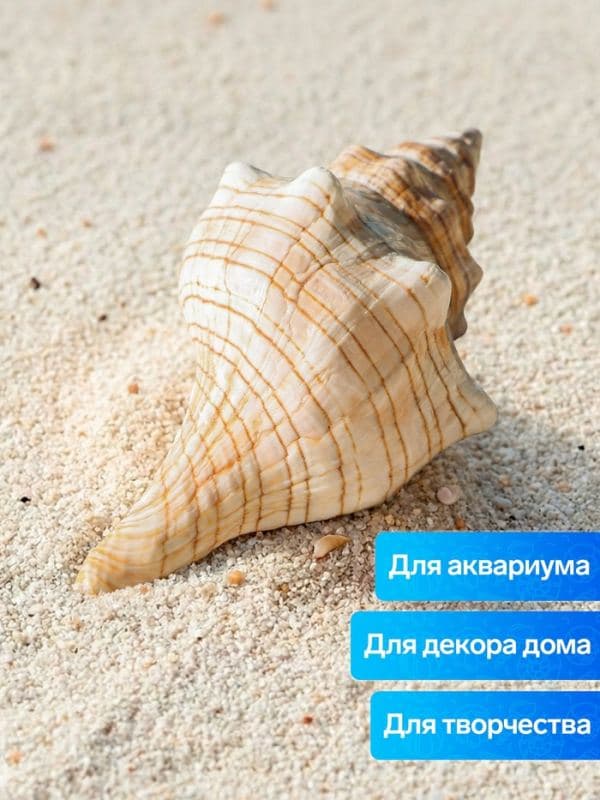 Ракушка декоративная, 8-11 см — фото 3