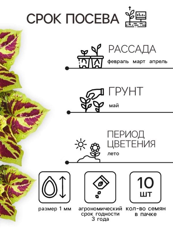 Семена цветов Колеус «Мозаика», F1, «Фейерверк», однолетник, 10 шт. — фото 2