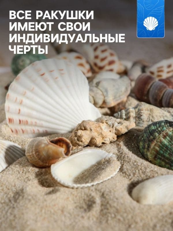 Набор ракушек Пижон Аква 100 г, микс №1 — фото 2